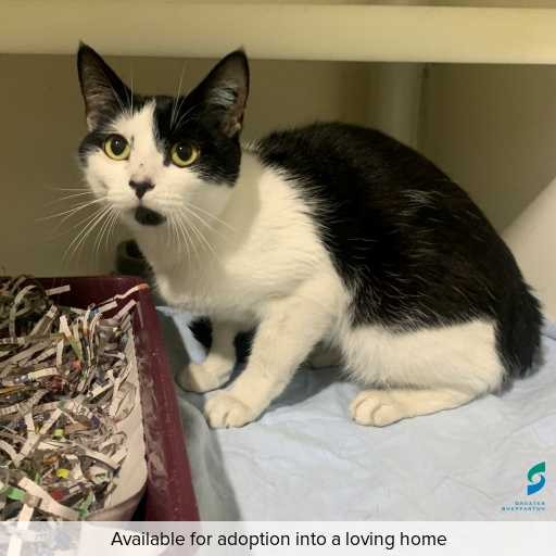 Photo of this cat.