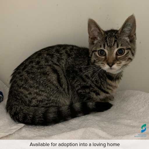 ID: C250669 Photo of cat with ID of : C250669.