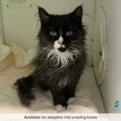 Photo of this cat.