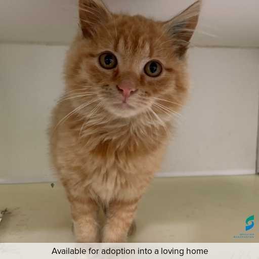 Photo of this cat.
