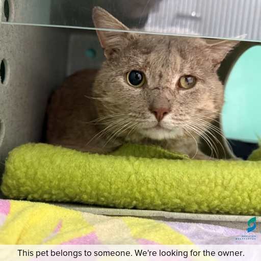 Photo of this cat.