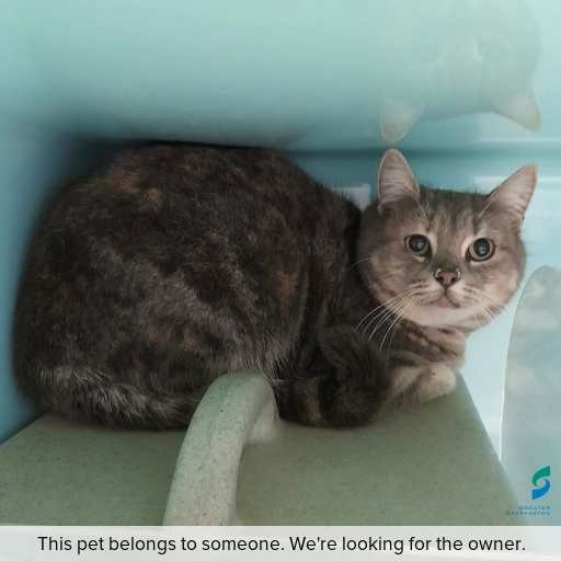 Photo of this cat.