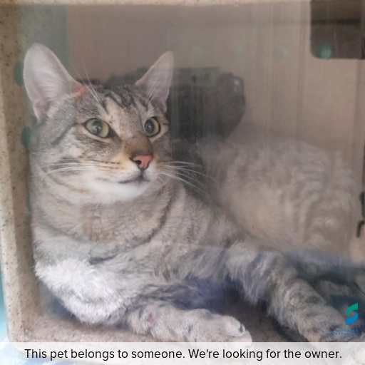 Photo of this cat.