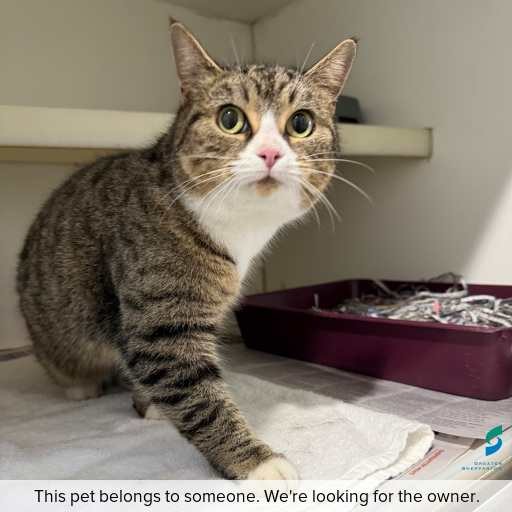 Photo of cat with ID of : C250785.