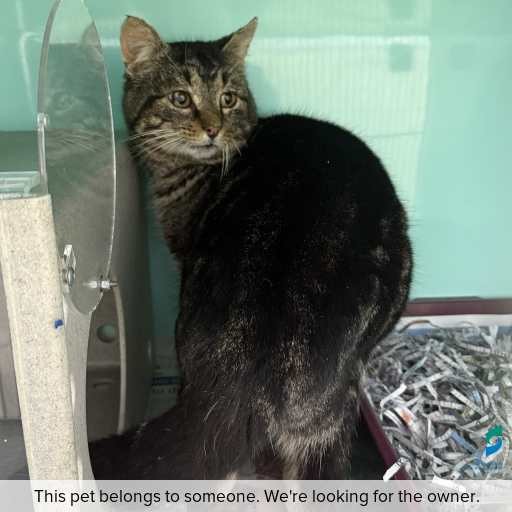 Photo of cat with ID of : C250773.