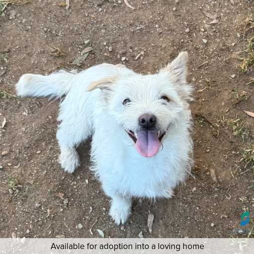 Photo of this dog.