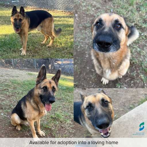 Photo of this dog.