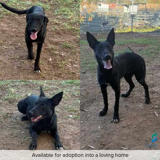 Photo of this dog.