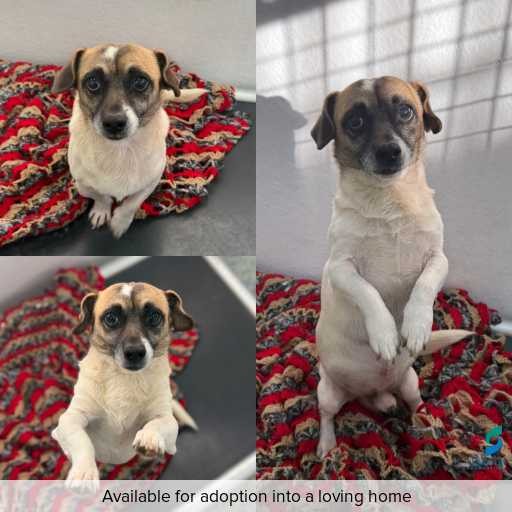ID: D250226 Photo of this dog.