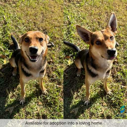 Photo of this dog.