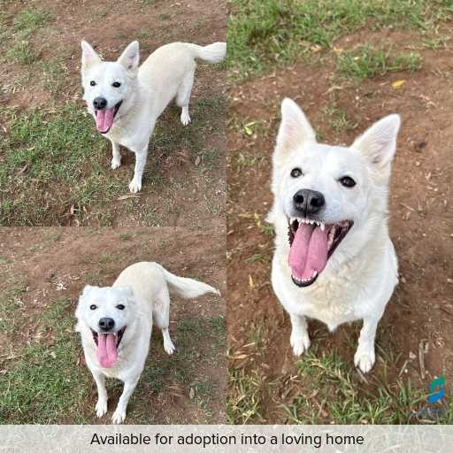 Photo of this dog.