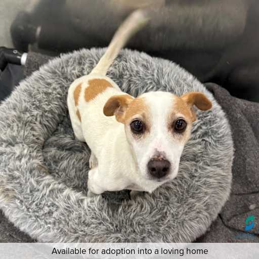 Photo of this dog.
