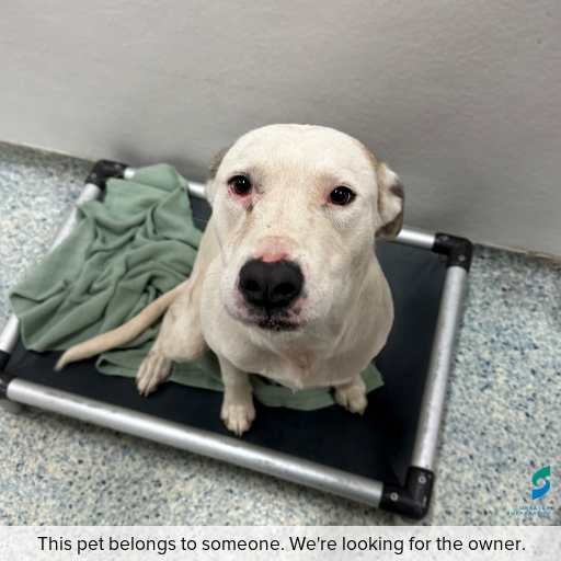 Photo of this dog.