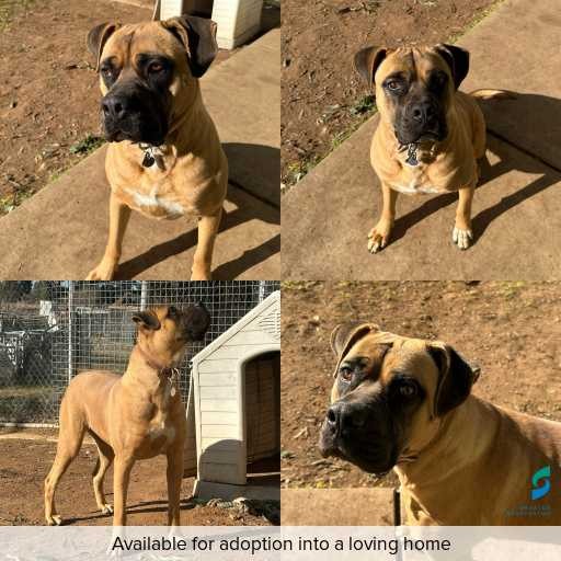 ID: D250333 Photo of this dog.