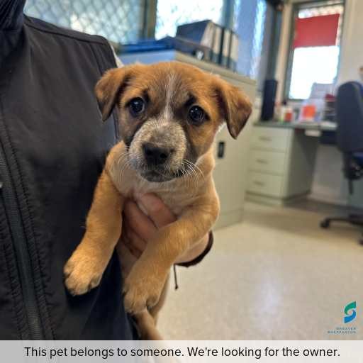 Photo of this dog.