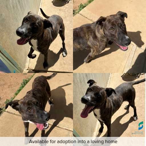 Photo of dog with ID of : D250338.