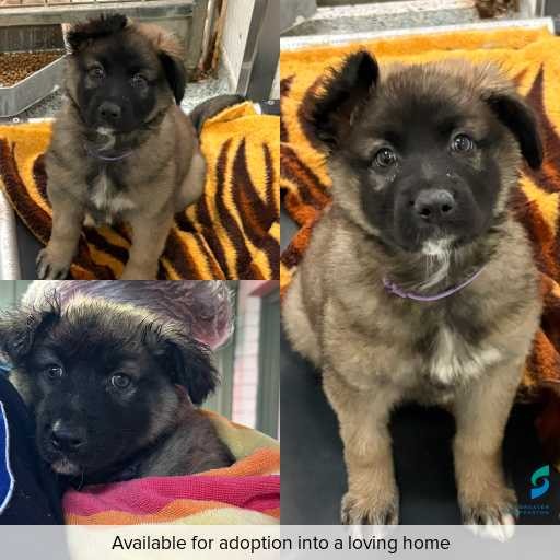 Photo of dog with ID of : D250348.