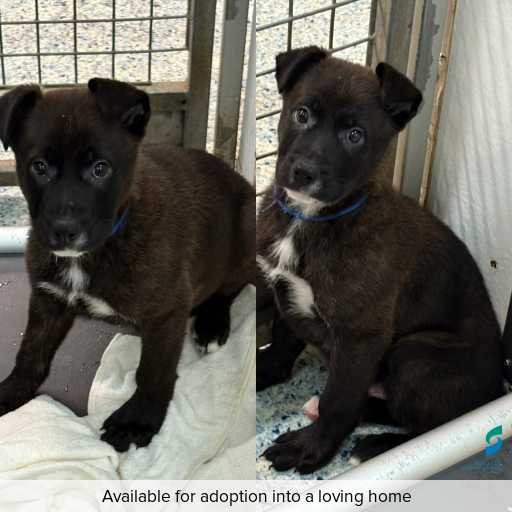 Photo of dog with ID of : D250349.