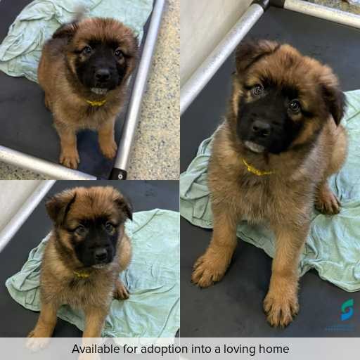 Photo of dog with ID of : D250350.