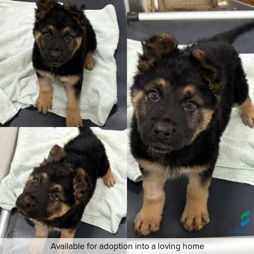 Photo of dog with ID of : D250351.