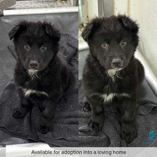 Photo of dog with ID of : D250352.