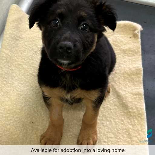 Photo of dog with ID of : D250353.