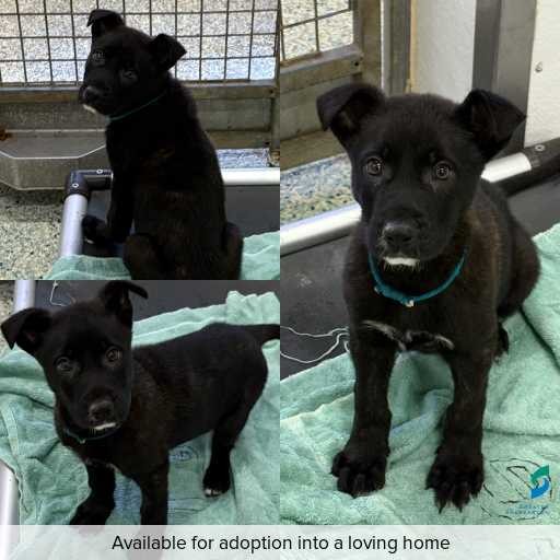 Photo of dog with ID of : D250354.