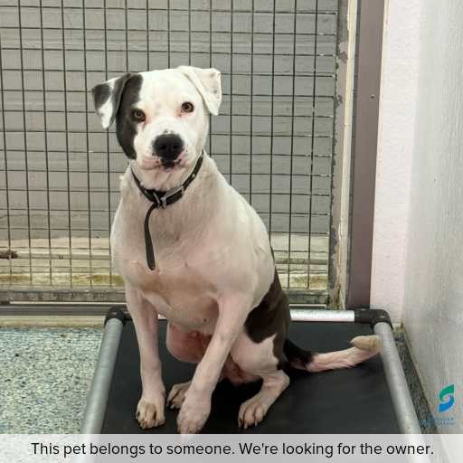 Photo of this dog.