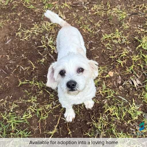 ID: D250374 Photo of dog with ID of : D250374.