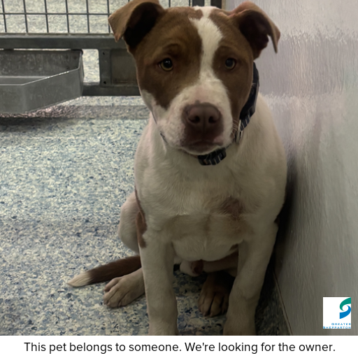 Photo of this dog.