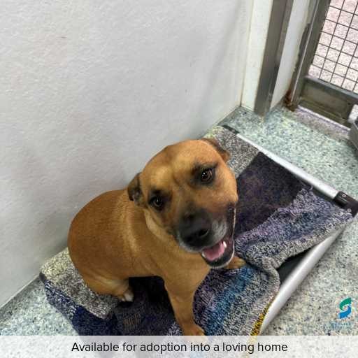 ID: D250418 Photo of dog with ID of : D250418.