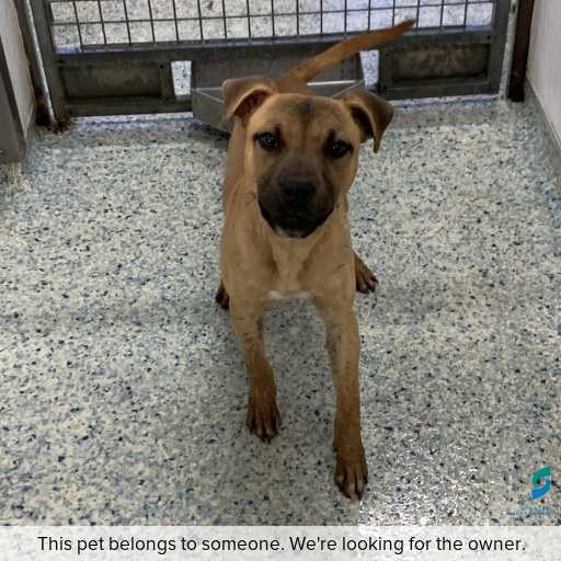 Photo of dog with ID of : D250434.