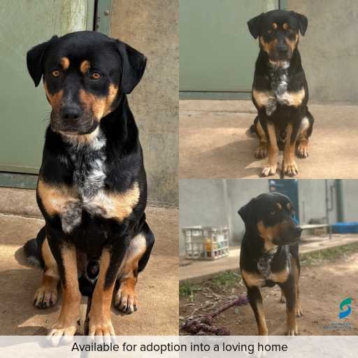 Photo of dog with ID of : D250435.