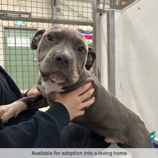 Photo of dog with ID of : D250450.