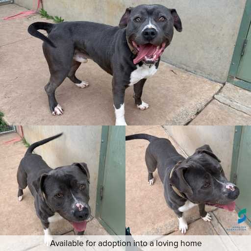 Photo of dog with ID of : D250453.