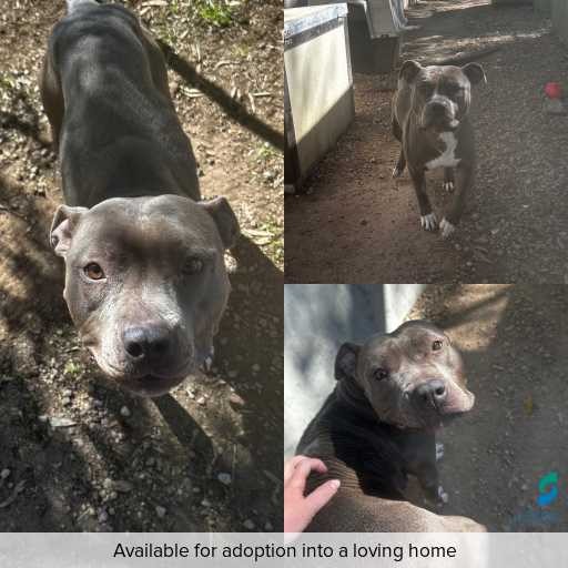 Photo of dog with ID of : D250458.