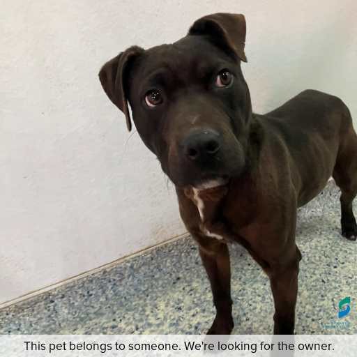 Photo of dog with ID of : D250474.