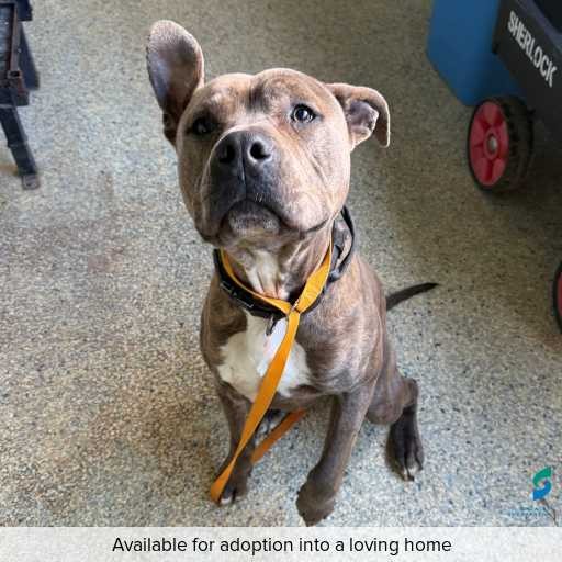 Photo of dog with ID of : D250482.