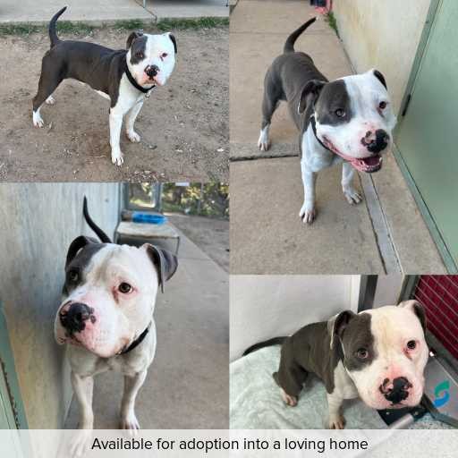 Photo of dog with ID of : D250484.