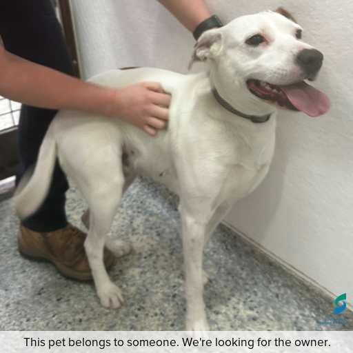 Photo of dog with ID of : D250576.