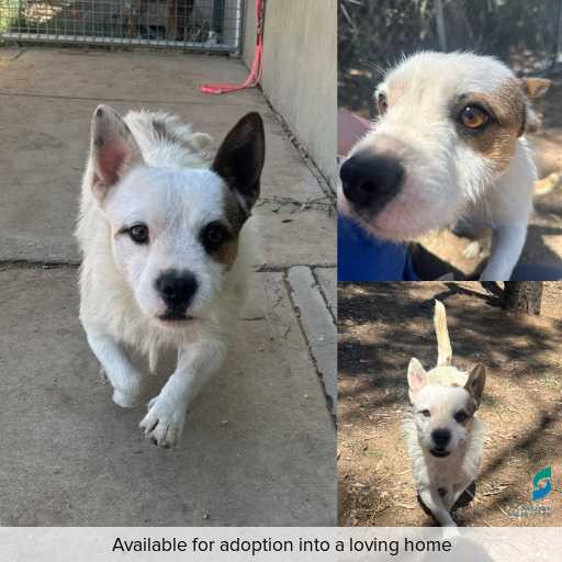 Photo of dog with ID of : D250628.