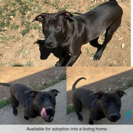 Photo of dog with ID of : D250629.