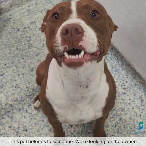 Photo of dog with ID of : D250640.