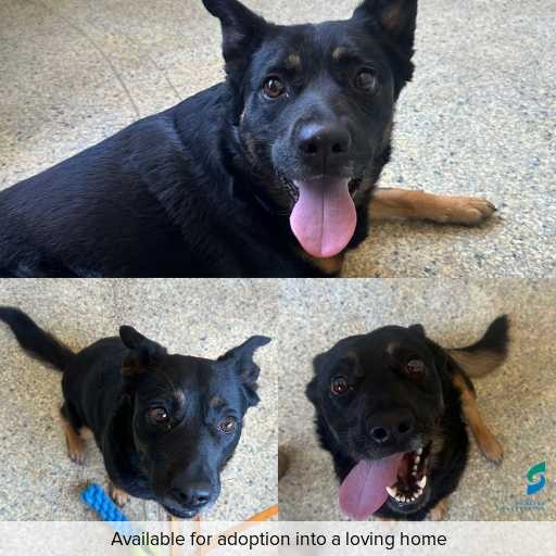 Photo of dog with ID of : D250666.