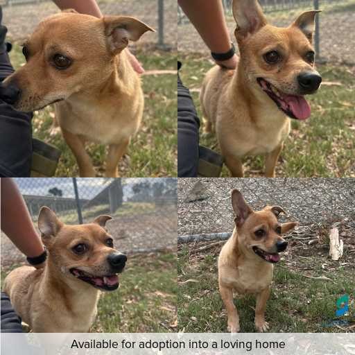 Photo of dog with ID of : D260008.