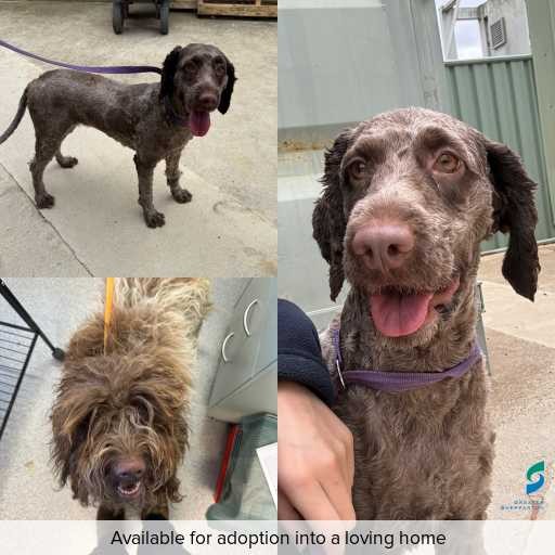 Photo of dog with ID of : D260073.