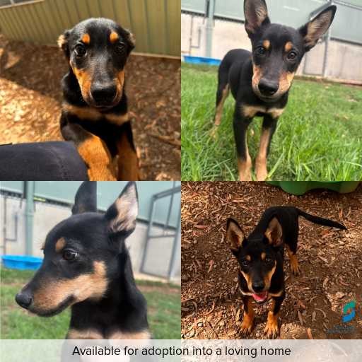 Photo of dog with ID of : D260082.