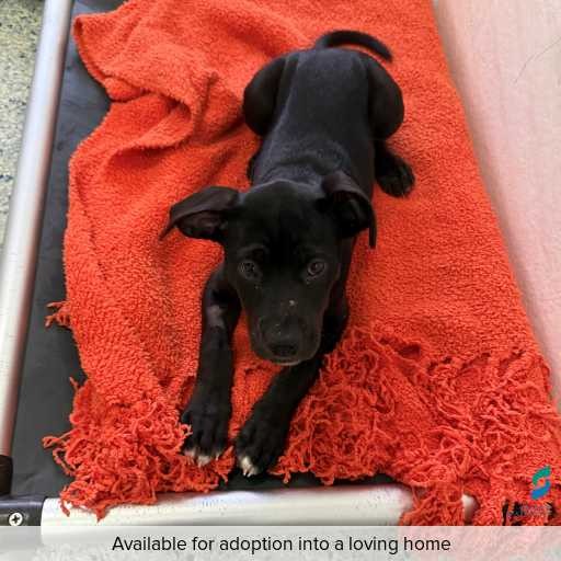 Photo of dog with ID of : D260144.