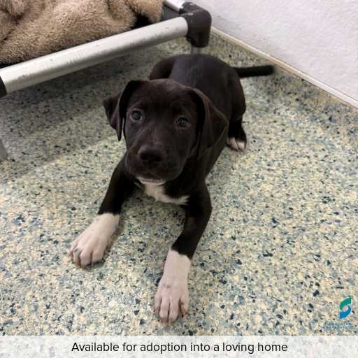 Photo of dog with ID of : D260145.