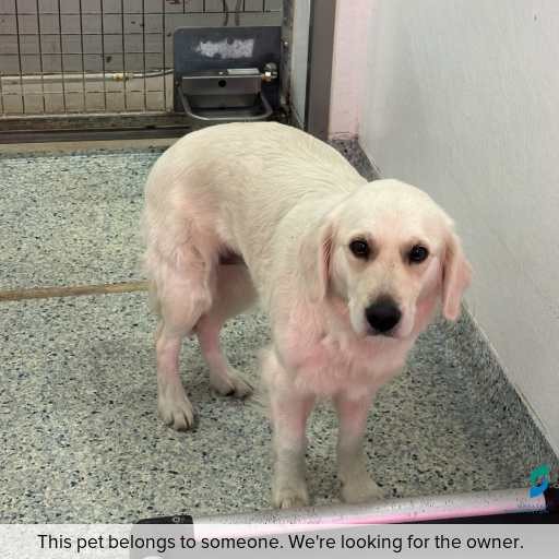 Photo of dog with ID of : D260192.